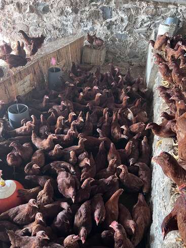 This image shows a crowded indoor space filled with many brown chickens, some perched on ledges, surrounded by stone walls and various feeders and containers.