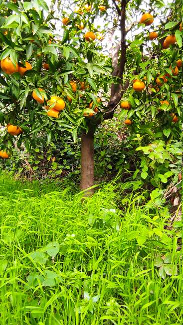 Un naranjo de un color naranja intenso, cargado de frutos maduros, se alza en medio de una hierba alta y frondosa y de una espesa vegetación, creando una escena fresca, llena de vida y natural bajo la luz del sol.
