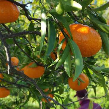 Las mandarinas de color naranja brillante cuelgan de las ramas de los árboles, rodeadas de frondosas hojas verdes. Al fondo, una persona con una chaqueta morada recoge la fruta y la coloca en una caja amarilla.