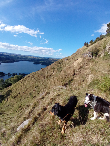 Two dogs stand on a grassy hillside overlooking a beautiful lake surrounded by rolling hills. The sky is blue with scattered clouds, creating a peaceful scene.