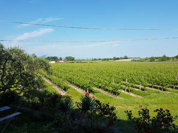 The image depicts a serene vineyard landscape, featuring rows of lush green grapevines, vibrant red flowers, and a picturesque blue sky with wispy clouds on a sunny day.