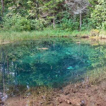Ein ruhiger, kristallklarer Teich spiegelt den üppigen grünen Wald um ihn herum wider. Wasserpflanzen und heruntergefallene Blätter treiben auf dem Wasser und schaffen eine ruhige, natürliche Szene.