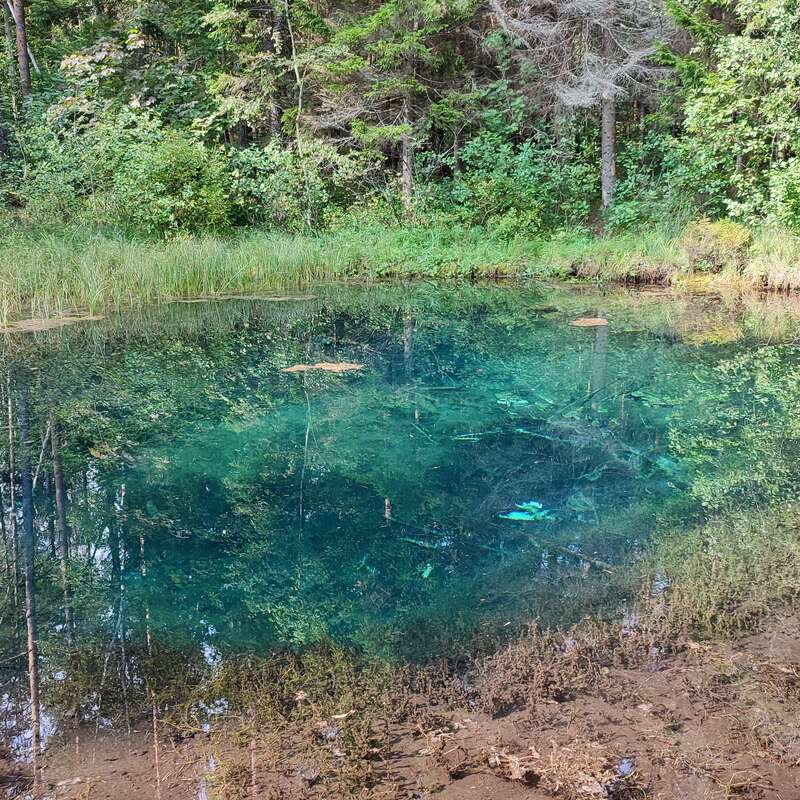 Ein ruhiger, kristallklarer Teich spiegelt den üppigen grünen Wald um ihn herum wider. Wasserpflanzen und heruntergefallene Blätter treiben auf dem Wasser und schaffen eine ruhige, natürliche Szene.