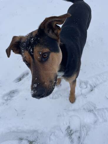 A curious dog stands in fresh snow, looking up with snowflakes dusting its nose and forehead. Paw prints surround it, capturing a playful winter moment.