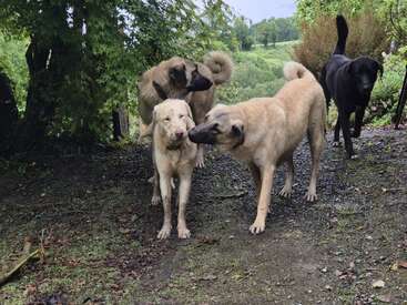 Quatre chiens se tiennent ensemble sur un sol boueux et feuillu dans un cadre extérieur luxuriant. Deux chiens fauves interagissent gentiment tandis que les autres les regardent paisiblement.