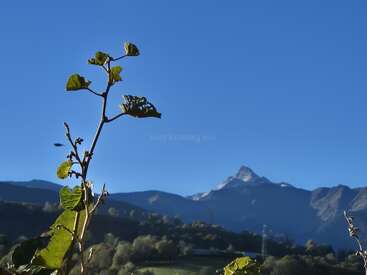 Une plante feuillue au premier plan se détache sur un arrière-plan composé de majestueuses montagnes bleues et d'un ciel clair, capturant une scène paisible et ensoleillée en plein air.