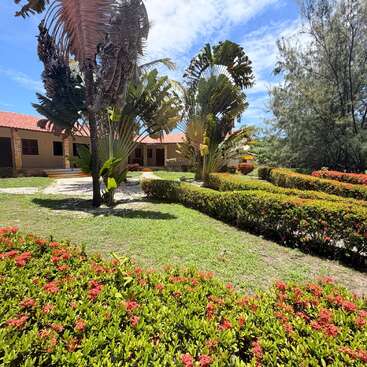 Cette image montre un jardin lumineux et ensoleillé, avec des haies soigneusement taillées, des fleurs rouges en pleine floraison et de grands palmiers tropicaux en éventail devant un bâtiment au toit jaune.