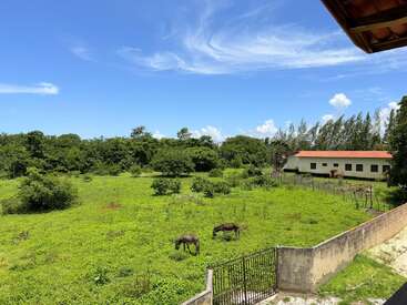 Um campo verdejante sob um céu azul brilhante, com dois burros pastando. Árvores e arbustos cercam a área. Uma casa com telhado vermelho fica ali perto.