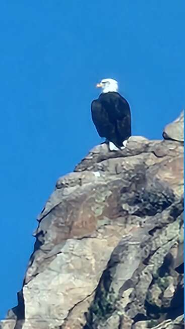 Un majestuoso águila calva se posa en lo alto de un escarpado acantilado rocoso, contemplando el paisaje bajo un cielo azul y despejado, simbolizando la libertad, la fuerza y la belleza de la naturaleza.