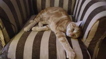 A relaxed orange tabby cat is sleeping comfortably on a striped armchair. The cat is stretched out, eyes closed, looking peaceful and content on the cushion.