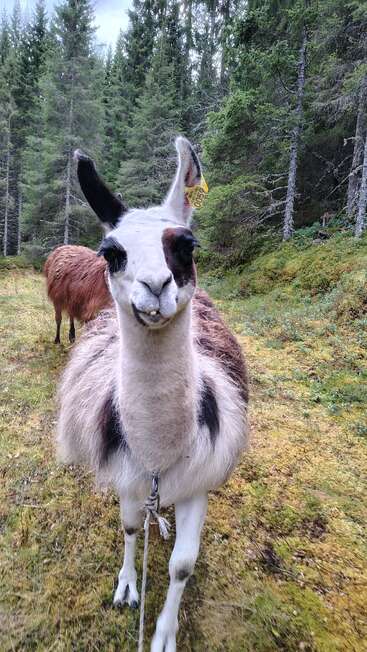 A curious llama with a tag on its ear stands on a forested path, looking directly at the camera, surrounded by green trees and mossy ground.