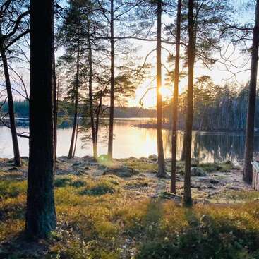 Hohe Kiefern stehen an einem ruhigen See, das Sonnenlicht fällt durch die Äste und spiegelt sich im Wasser. Der moosbewachsene Boden, die heitere Atmosphäre und der ruhige Wald schaffen eine friedliche, natürliche Szene.