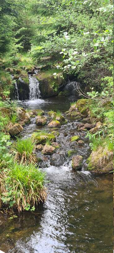 A peaceful woodland scene featuring a small cascading waterfall, moss-covered rocks, and lush green foliage, with a gentle stream flowing through the tranquil forest.