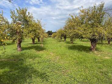 Hileras de árboles frutales se alzan en un frondoso vergel bajo un cielo brillante y parcialmente nublado, creando una escena paisajística rural apacible y acogedora.