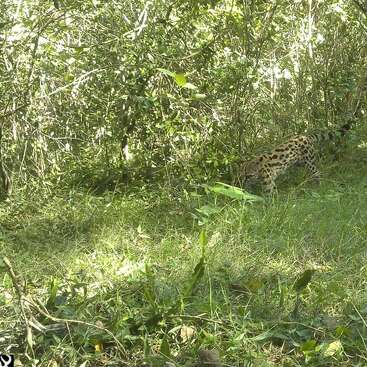 A serval with distinctive spots quietly walks through dense, sunlit green vegetation in a forest, partially blending into the natural surroundings, captured by a trail camera.