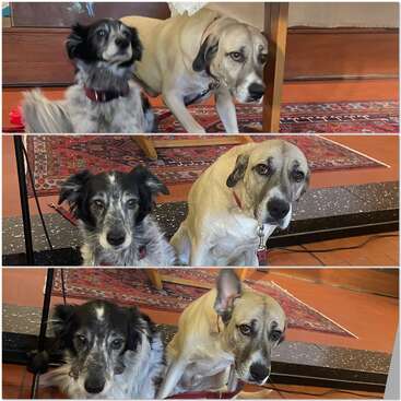 These three photos show two dogs sitting together indoors on patterned rugs. The dogs look alert and expressive, with one raising its ear curiously.