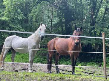Two horses, one white and one brown, stand behind a simple fence in a lush, green forest setting, calmly observing their surroundings together.