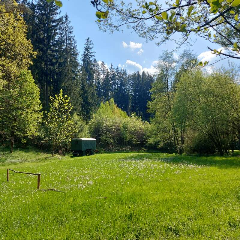 L'image représente un champ herbeux serein avec des arbres en arrière-plan, avec une petite structure verte au loin, baignée par la lumière du soleil par temps clair.