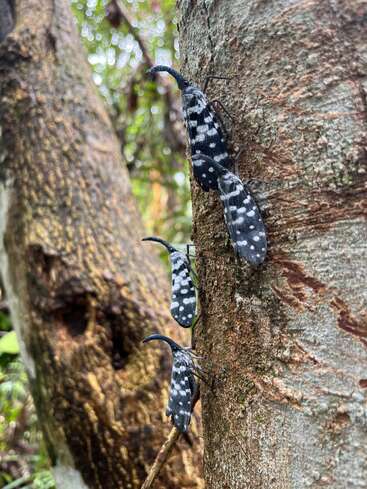 Four striking black and white spotted beetles cling vertically to the textured bark of a tree, surrounded by a forest with blurred green and brown background elements.