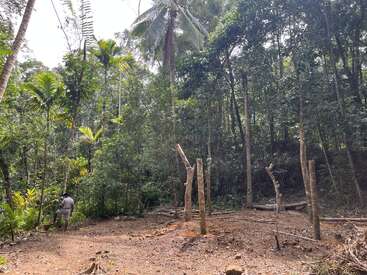 A man stands in a lush, green forest clearing. Wooden poles are erected on bare earth, possibly marking the beginning of a new construction project.