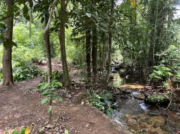 A forest scene with lush green trees, a dirt path, and a clear stream flowing over rocks, creating a peaceful, natural, and serene atmosphere in nature.