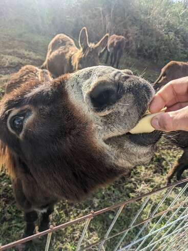Eine Nahaufnahme eines Esels, der eifrig ein Stück Apfel aus der Hand einer Person frisst, während im Hintergrund hinter einem Zaun andere Esel auf der Wiese grasen.