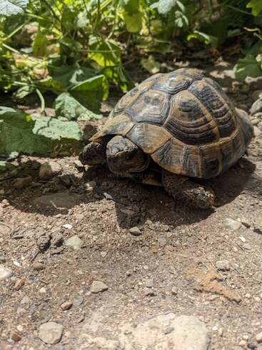 Eine Schildkröte mit einem wunderschön gemusterten Panzer läuft über einen felsigen, schotterigen Boden, umgeben von grünen, blättrigen Pflanzen, und sonnt sich in der Natur im strahlenden Sonnenlicht.