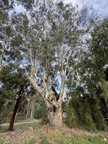 Eine Person steht am Fuße eines massiven, altertümlich aussehenden Baumes mit ausladenden Ästen. Das umgebende Grün und der bewölkte Himmel schaffen eine friedliche, natürliche Szene.