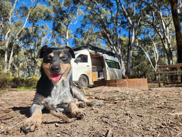 Ein glücklicher Hund entspannt sich auf dem Boden eines Waldcampingplatzes mit einem weißen Wohnmobil, Bäumen, blauem Himmel, Picknicktisch und Feuerstelle im Blick.