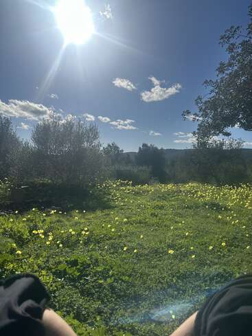 Bright sun shines in a clear blue sky over a green field dotted with yellow flowers. Trees frame the view. Peaceful, serene nature scene.