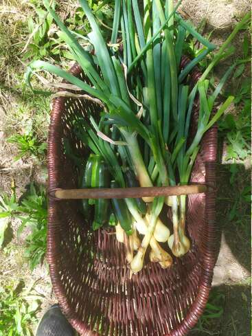 Un panier en osier brun, rempli d'oignons verts et de courgettes fraîchement récoltés, repose sur l'herbe, baigné par la lumière du soleil, mettant en valeur une abondance de légumes du potager.
