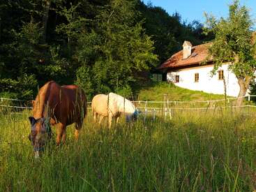 Two horses graze on tall grass in a sunlit field, surrounded by trees. A charming white house with a red roof sits peacefully in the background.