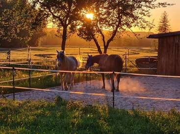 Two horses stand in a fenced paddock at sunrise. Sunlight filters through trees, casting golden light and long shadows over the misty, peaceful countryside scene.