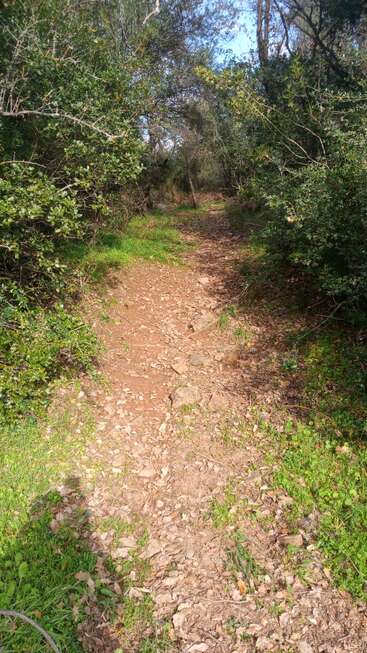Ein schmaler Feldweg schlängelt sich durch einen Wald, umgeben von grünen Büschen und hohen Bäumen. Das Sonnenlicht fällt durch die Blätter und schafft eine friedliche Atmosphäre.