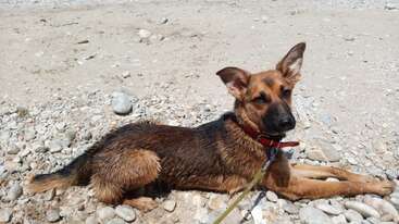 Ein Deutscher Schäferhund-Welpe mit einem roten Halsband liegt auf felsigem Boden in der Sonne, schaut in die Kamera und wirkt entspannt und aufmerksam, während er die Natur genießt.