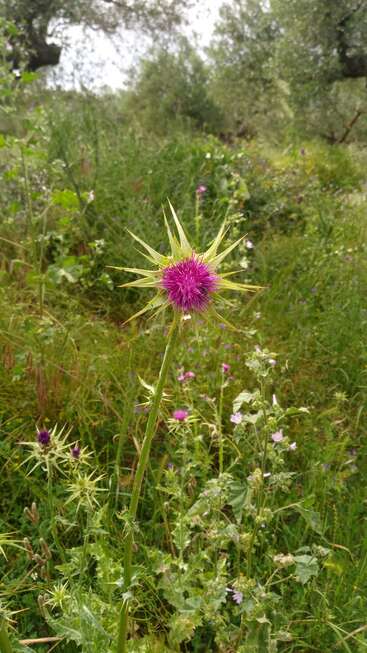 Eine leuchtend violette Distel ragt hoch empor zwischen grünem Gras und Wildblumen auf einer üppigen, sonnenbeschienenen Wiese, während im friedlichen Hintergrund Bäume verschwommen erscheinen.