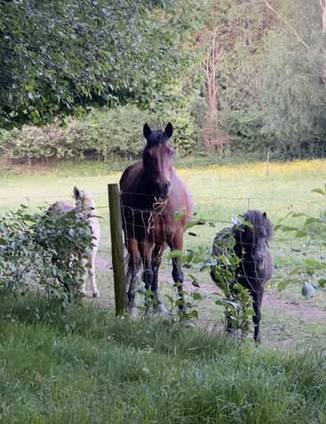 Three horses stand behind a wire fence in a green field, surrounded by trees and bushes. Dappled sunlight illuminates the leafy, peaceful countryside scene.