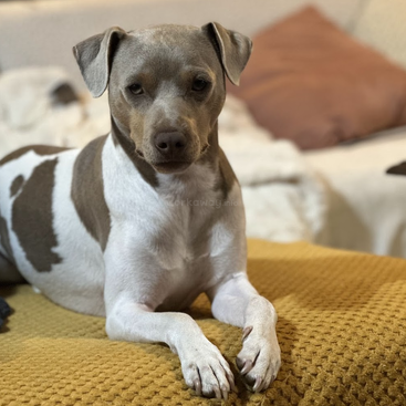 A cute dog with light brown and white fur relaxes on a mustard yellow textured blanket, on a cozy couch with pillows and soft blankets in the background.