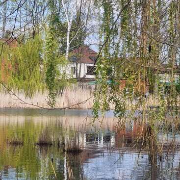 Weeping willow branches hang over a calm pond, reflecting houses and reeds. Spring greenery surrounds tranquil water, with blue sky peeking through the trees and branches.