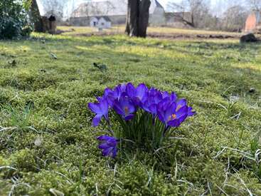 Un bouquet de crocus violets éclatants fleurit au milieu de la mousse verte dans un jardin ensoleillé, avec des arbres et des bâtiments agricoles légèrement flous en arrière-plan.