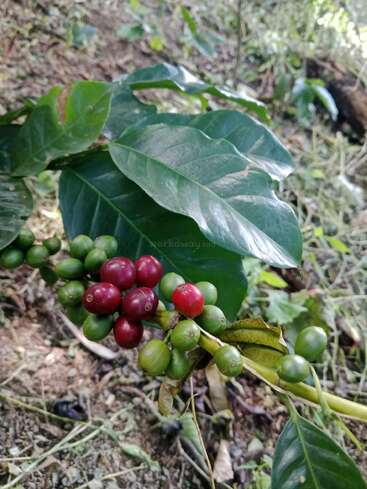 Uma planta de café com folhas verdes brilhantes e cachos de cerejas de café maduras, algumas vermelhas e outras verdes, cresce em solo e vegetação naturais ao ar livre.