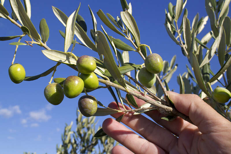 Una persona está de pie delante de un árbol, sujetando una gran rama con hojas y ramas, con una masa de agua al fondo y un cielo despejado encima.