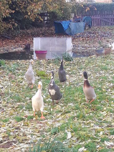 Six ducks walk on a grassy, leaf-covered yard, heading toward the camera. Behind them are a small pond, potted plants, and autumn trees.