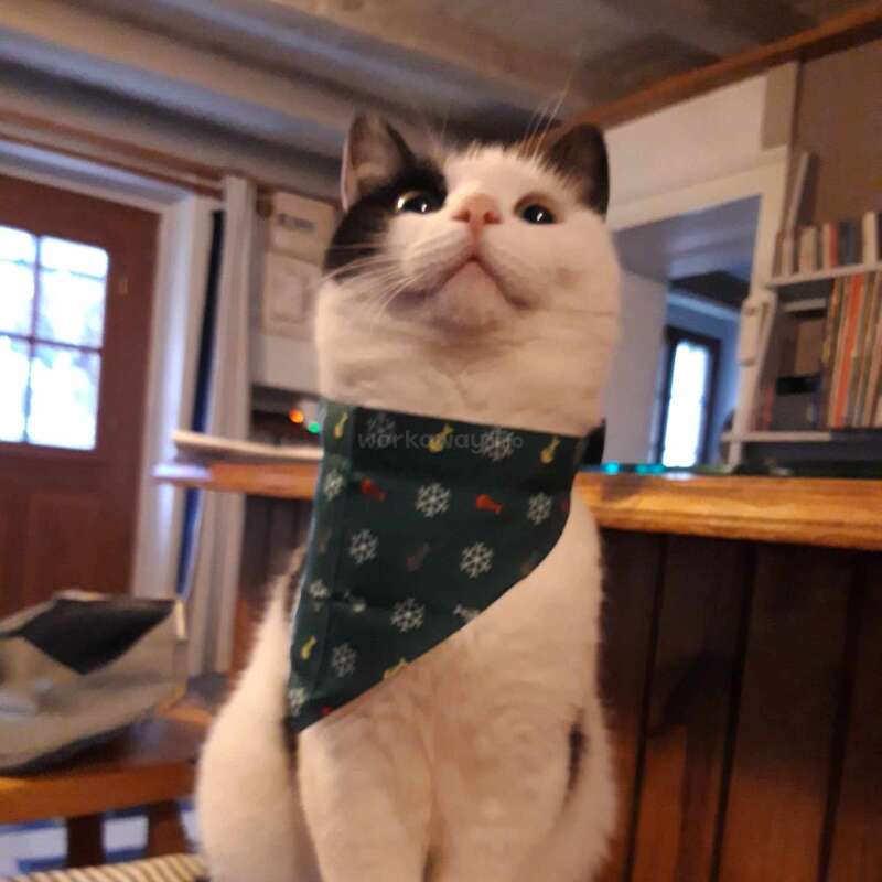 A white and black cat is wearing a green bandana with snowflake patterns, sitting upright on a counter in a cozy, well-lit room.