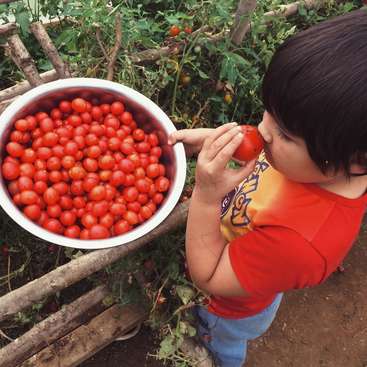 Uma criança de cabelos escuros e camisa vermelha está comendo um tomate ao lado de uma grande tigela de tomates em um jardim.