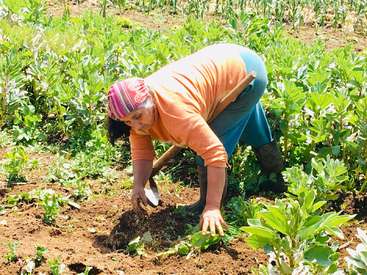 A imagem retrata uma mulher idosa envolvida em jardinagem, curvada e cavando a terra com uma pá, cercada por plantas verdes e vestindo uma roupa vibrante.