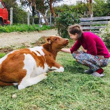 A woman crouches down to pet a brown and white calf lying on the grass in a fenced yard, surrounded by trees and a red truck.