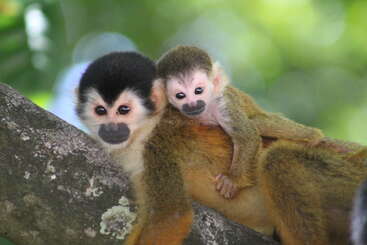 A mother squirrel monkey and her baby sit closely on a tree branch, surrounded by lush greenery, sharing a tender moment in the natural forest habitat.