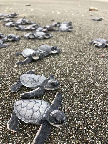 A group of baby sea turtles crawls across the sandy beach, making their way toward the ocean. Their shells glisten, determined on their journey.