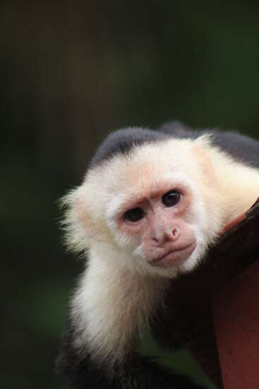 A close-up photo of a white-faced capuchin monkey leaning forward, staring directly at the camera with expressive, curious eyes, against a blurred green background.